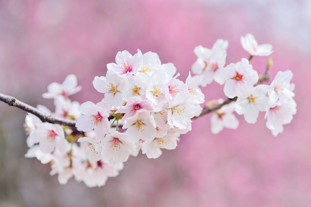 cherry blossoms, landscape, spring-2218781.jpg